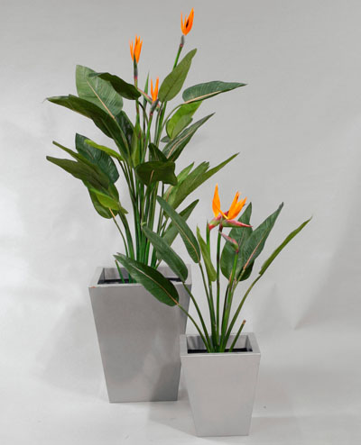 1055-115 Strelitzia 115cm, 1055-95 Strelitzia 95cm